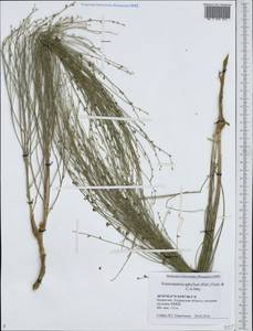Eremosparton aphyllum (Pall.)Fisch. & C.A.Mey., Middle Asia, Caspian Ustyurt & Northern Aralia (M8) (Kazakhstan)