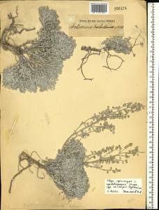 Artemisia hololeuca M. Bieb. ex Besser, Eastern Europe (no precise locality) (E0) (Not classified)