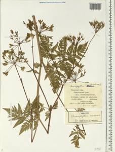 Chaerophyllum aureum L., Eastern Europe, North-Western region (E2) (Russia)