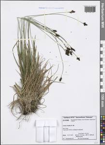 Carex media R.Br., Siberia, Central Siberia (S3) (Russia)