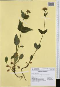 Valeriana montana L., Western Europe (EUR) (Italy)
