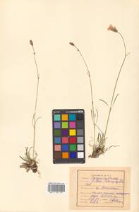 Silene stenophylla Ledeb., Siberia, Russian Far East (S6) (Russia)