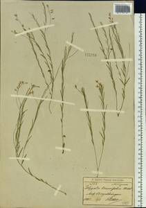 Polygala tenuifolia Willd., Siberia, Baikal & Transbaikal region (S4) (Russia)