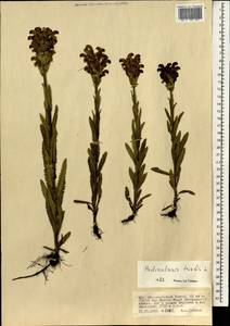 Pedicularis tristis L., Mongolia (MONG) (Mongolia)