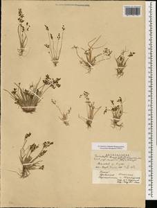 Fimbristylis dichotoma (L.) Vahl, South Asia, South Asia (Asia outside ex-Soviet states and Mongolia) (ASIA) (China)