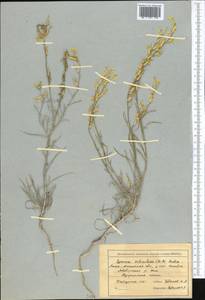 Erysimum siliculosum (M.Bieb.) DC., Middle Asia, Muyunkumy, Balkhash & Betpak-Dala (M9) (Kazakhstan)