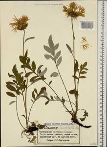 Psephellus leucophyllus (M. Bieb.) C. A. Mey., Caucasus, Abkhazia (K4a) (Abkhazia)