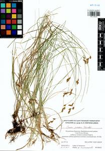 Carex praecox Schreb., Siberia, Baikal & Transbaikal region (S4) (Russia)