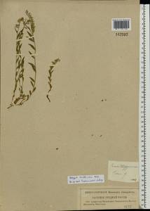 Polygala vulgaris L., Eastern Europe, Western region (E3) (Russia)