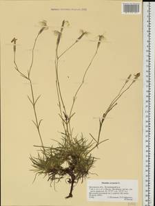 Dianthus arenarius, Eastern Europe, Central forest-and-steppe region (E6) (Russia)