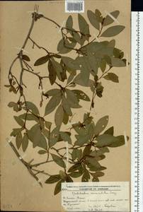 Rhododendron mucronulatum Turcz., Siberia, Russian Far East (S6) (Russia)