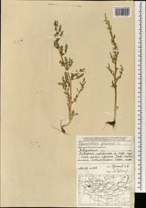 Oxybasis glauca (L.) S. Fuentes, Uotila & Borsch, Mongolia (MONG) (Mongolia)