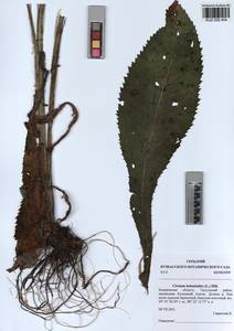 Cirsium × helenioides (L.) Hill, Siberia, Altai & Sayany Mountains (S2) (Russia)