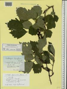 Crataegus chlorosarca Maxim., Eastern Europe, Moscow region (E4a) (Russia)