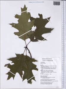 Quercus rubra L., America (AMER) (United States)