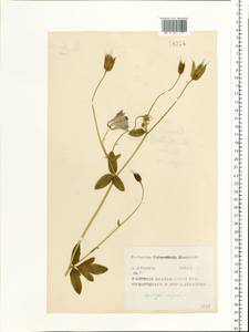 Aquilegia vulgaris L., Eastern Europe, Central region (E4) (Russia)