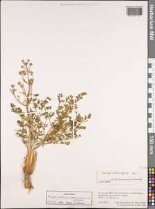 Prangos odontalgica (Pall.) Herrnst. & Heyn, Middle Asia, Muyunkumy, Balkhash & Betpak-Dala (M9) (Kazakhstan)
