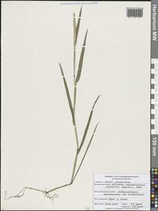 Alopecurus aequalis Sobol., Eastern Europe, Central forest-and-steppe region (E6) (Russia)