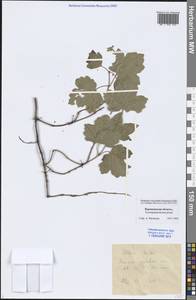 Hedera helix L., Eastern Europe, Central forest-and-steppe region (E6) (Russia)