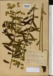 Euphorbia semivillosa (Prokh.) Krylov, Eastern Europe, Eastern region (E10) (Russia)