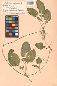 Rorippa amphibia (L.) Besser, Eastern Europe, Moscow region (E4a) (Russia)