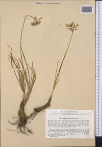 Allium oreoprasum Schrenk, Middle Asia, Northern & Central Tian Shan (M4) (Kazakhstan)