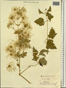 Clematis hirsuta Guill. & Perr., Africa (AFR) (Mali)