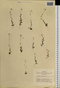 Draba nemorosa L., Siberia, Altai & Sayany Mountains (S2) (Russia)