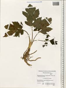 Heracleum sphondylium subsp. sibiricum (L.) Simonk., Eastern Europe, Northern region (E1) (Russia)