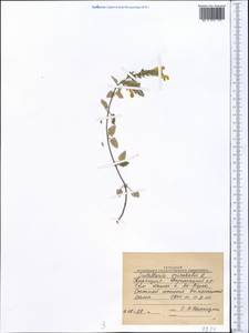 Scutellaria orbicularis Bunge, Middle Asia, Western Tian Shan & Karatau (M3) (Kyrgyzstan)