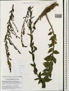 Linaria genistifolia (L.) Mill., Caucasus, Black Sea Shore (from Novorossiysk to Adler) (K3) (Russia)