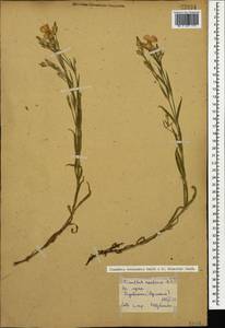 Dianthus caucaseus Sims, Caucasus, Armenia (K5) (Armenia)