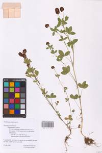 Trifolium spadiceum L., Eastern Europe, North-Western region (E2) (Russia)