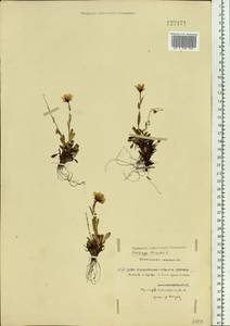 Saxifraga hirculus L., Siberia, Central Siberia (S3) (Russia)