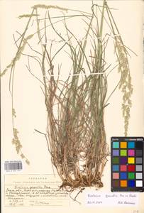 Koeleria pyramidata subsp. pyramidata, Eastern Europe, Moscow region (E4a) (Russia)