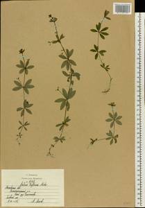 Galium triflorum Michx., Eastern Europe, Moscow region (E4a) (Russia)