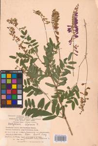 Hedysarum alpinum L., Eastern Europe, Eastern region (E10) (Russia)