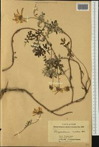 Chrysanthemum sinuatum Ledeb., Siberia, Altai & Sayany Mountains (S2) (Russia)