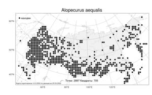 Alopecurus aequalis Sobol., Atlas of the Russian Flora (FLORUS) (Russia)