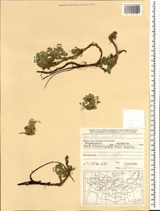 Potentilla acaulis L., Mongolia (MONG) (Mongolia)