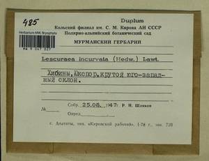 Lescuraea incurvata, Bryophytes, Bryophytes - Karelia, Leningrad & Murmansk Oblasts (B4) (Russia)