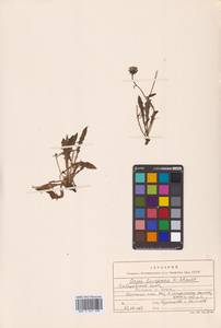 Crepis burejensis F.Schmidt, Siberia, Russian Far East (S6) (Russia)