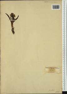 Himantoglossum robertianum (Loisel.) P.Delforge, Western Europe (EUR) (France)