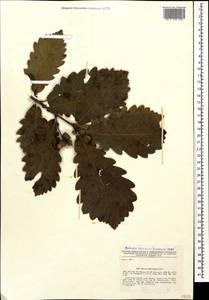 Quercus hartwissiana Steven, Caucasus, Black Sea Shore (from Novorossiysk to Adler) (K3) (Russia)