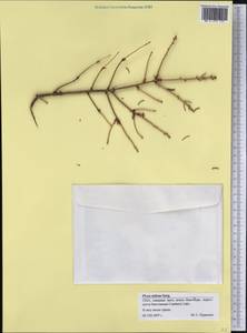 Picea rubens Sarg., America (AMER) (United States)