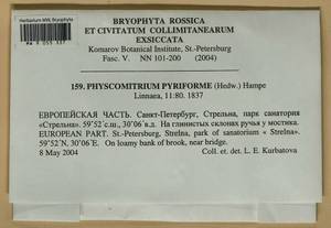 Physcomitrium pyriforme (Hedw.) Brid., Bryophytes, Bryophytes - Karelia, Leningrad & Murmansk Oblasts (B4) (Russia)