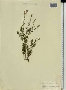 Linum perenne subsp. extraaxillare (Kit.) Nyman, Eastern Europe, West Ukrainian region (E13) (Ukraine)