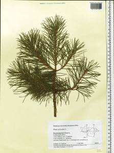 Pinus sylvestris L., Eastern Europe, Central region (E4) (Russia)