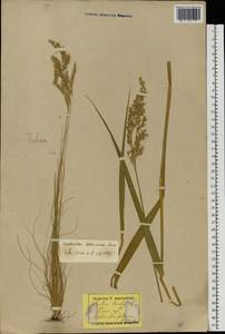 Scolochloa festucacea (Willd.) Link, Eastern Europe, Latvia (E2b) (Latvia)