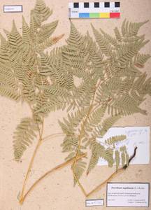Pteridium aquilinum (L.) Kuhn, Siberia, Altai & Sayany Mountains (S2) (Russia)